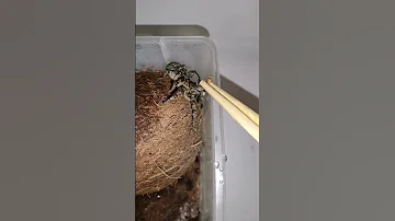 Южнорусский тарантул проголодался)