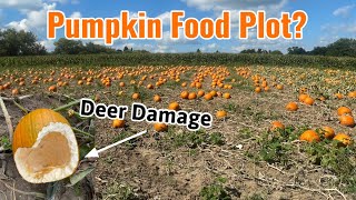 Pumpkin Food Plot? Will Deer Eat Them