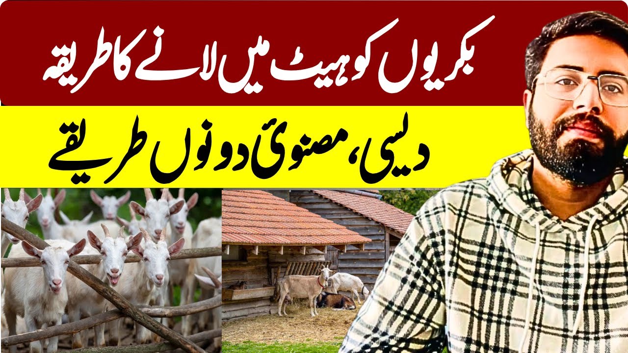 بکریوں کو ہیٹ میں لانے کا دیسی اور مصنوئ طریقہ