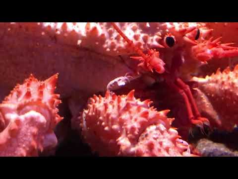 沼津深海水族館５（エゾイバラガニ？）