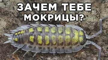 САМЫЕ ЛУЧШИЕ ЧИСТИЛЬЩИКИ ДЛЯ ВАШИХ ТЕРРАРИУМОВ ИЛИ ЗАЧЕМ ВАМ НУЖНЫ МОКРИЦЫ?