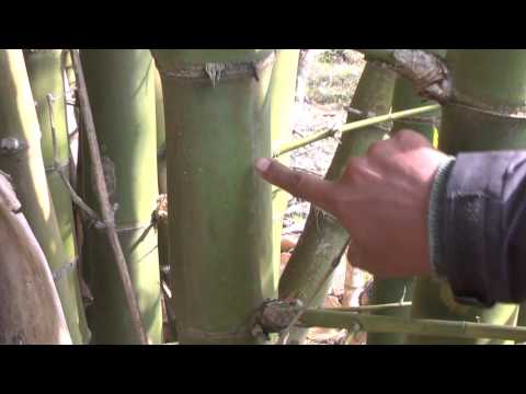Chapter 1: Bamboo Selection and Harvesting