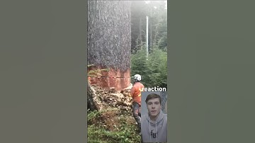 TIMBER! read the description powerline hazard tree in 2012 #arborist#vanisle #dangerous#faller