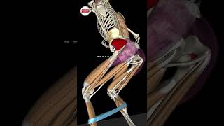 Glute Training With The Monster Band Walk