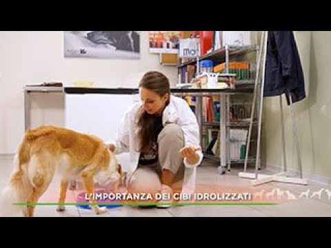 Video: Obiezioni Degli Animali Senior In Medicina Veterinaria