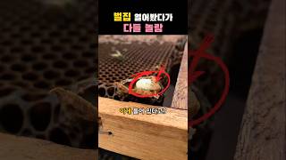 벌집 안에 이게 들어있다고?...