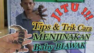 TIPS DAN CARA AMPUHHH MENJINAKAN BIAWAK