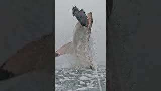 Great White Shark In Slow Motion  #shorts