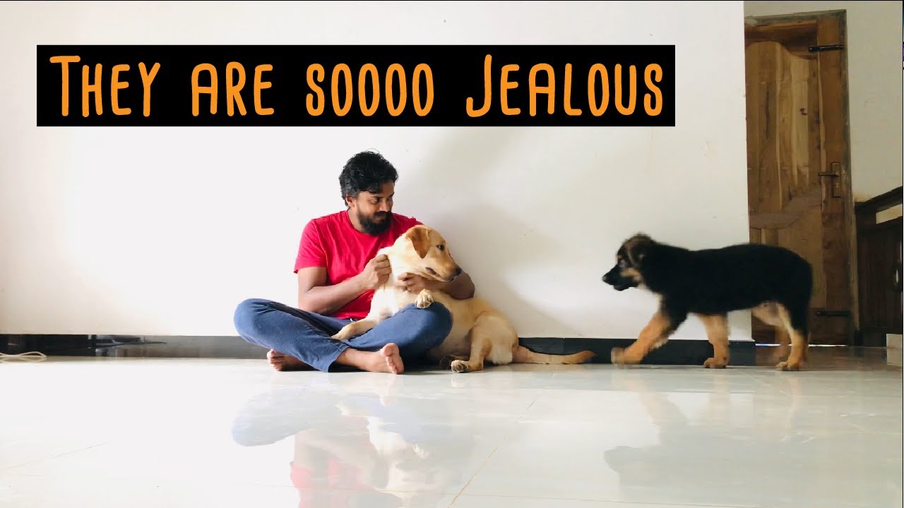 Labrador Retriever jealous with German shepherd puppy YouTube