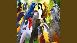 Galo de Campina Canto screenshot 5