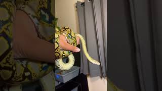 My Local Mainland Reticulated Python Looking Fire ! #pets #viral #animals #python #snake #reptile