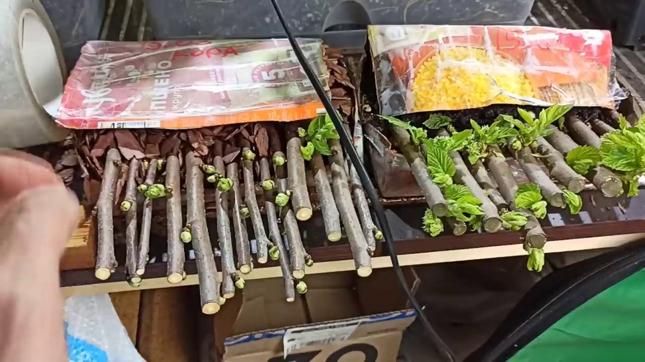 Укоренение в сосновой коре | Результаты через 2 недели | Перезалив видео