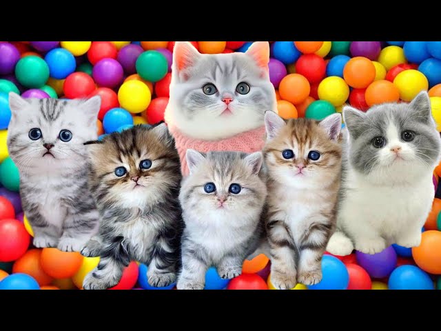 ANAK KUCING MEONG MEONG | Lagu Anak - Anak | Kompilasi Kucing Lucu Si Meong Kucing Lucu class=