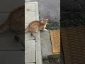 игрива котка