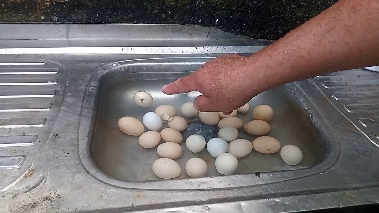 Quanto Tempo Para Chocar Ovo De Galinha