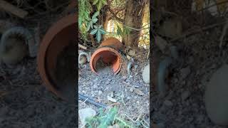 Hedgehog Friendly Garden by Daniel Staniforth 9,788 views 1 year ago 1 minute, 50 seconds