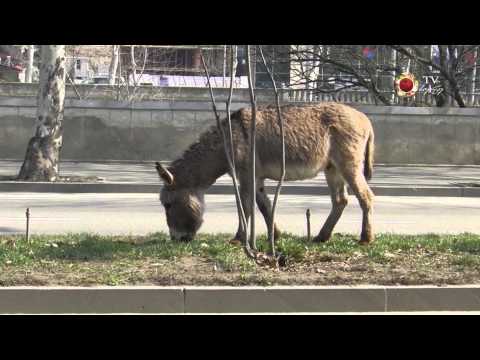 1 61 ვირები დიღომში