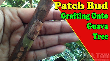 Patch Budding In Guava Tree by Grafting Examples