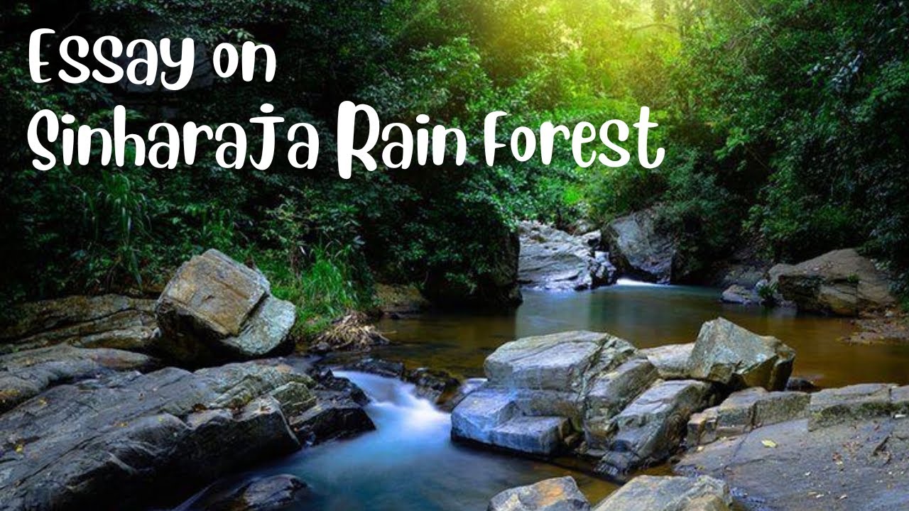 trip to sinharaja rain forest essay