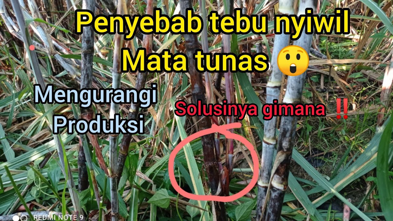 penyebab tebu bercabang ‼️😲 sangat mempengaruhi produksi, harus segera di atasi