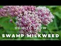 Swamp Milkweed - Asclepias Incarnata.  Facts, Grow & Care