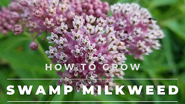Swamp Milkweed - Asclepias Incarnata.  Facts, Grow & Care