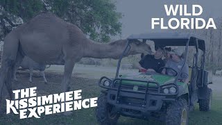Drive-thru Safari at Wild Florida | The Kissimmee Experience | Clip