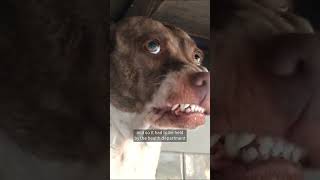 Chicago dog tests positive for rabies in Illinois, a first in decades
