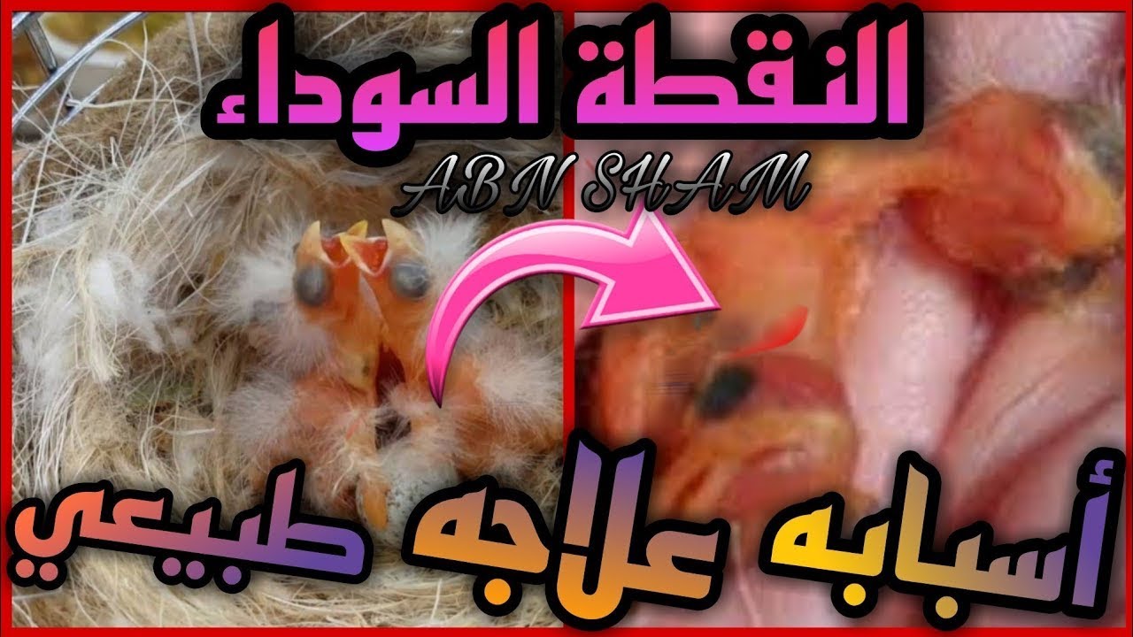 افضل مادة لازم تقدمها حالا للاهالي علاج النقطة السوداء اسباب موت فراخ الكناري والحسون بعمر اسبوع