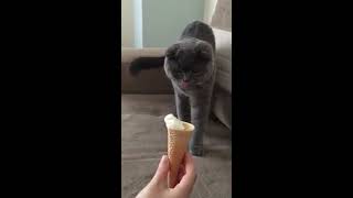 Kedimiz Üzüm'ün Dondurma Keyfi