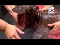 Baby Hippo Fiona - Episode 2 The Struggle - Cincinnati Zoo