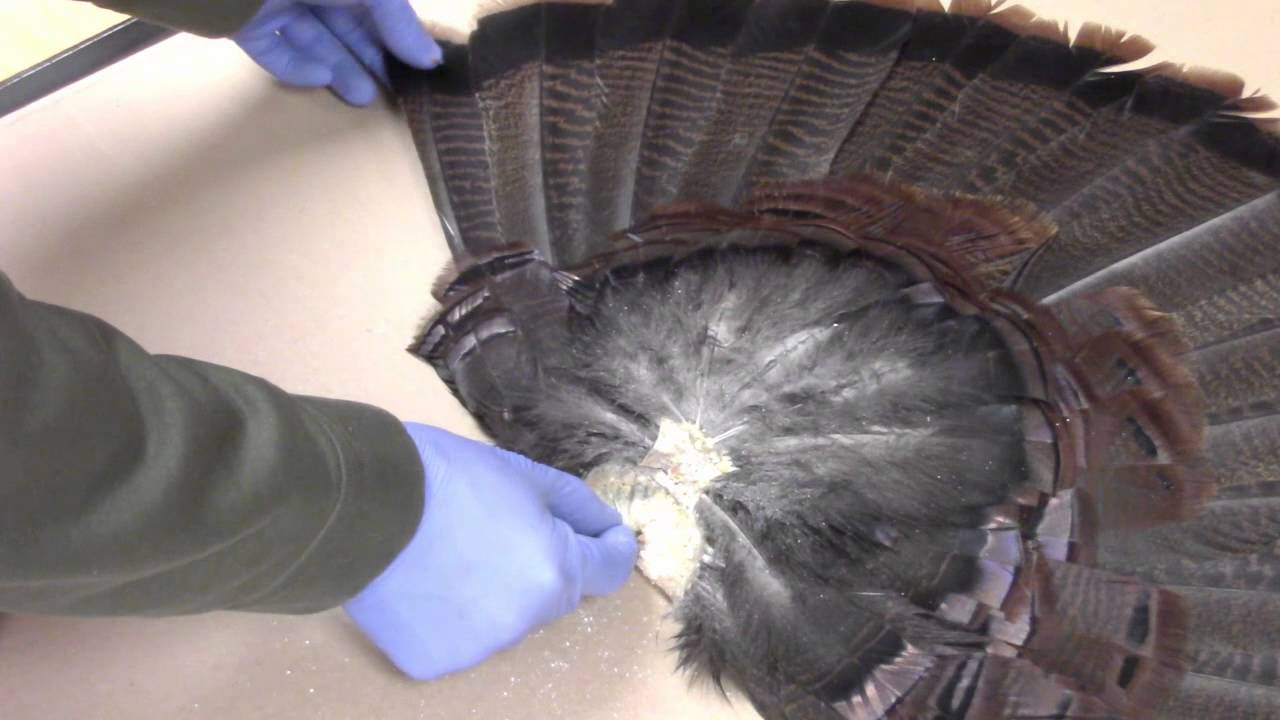 Taxidermy Tips How To Mount A Turkey Tail Fan And Beard Panel Episode 4 Youtube