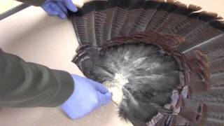 Taxidermy Tips: How to mount a turkey tail fan and beard panel Episode #4