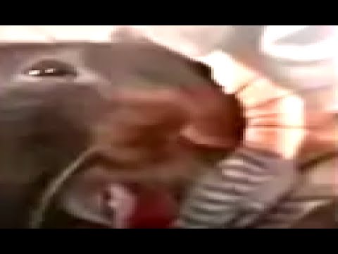 Burping Rat Meme from Afffirmations