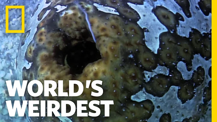 Sea Cucumber Fights with Guts (Literally) | World's Weirdest - DayDayNews