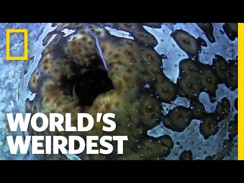 Sea Cucumber Fights with Guts (Literally) | World's Weirdest