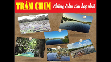 Một ngày câu cá ở Tràm Chim l Chia sẽ những điểm câu đẹp tại Tràm Chim l Câu rê(lure)cá lóc đồng