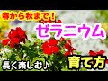 長く楽しむ『ゼラニウム』の育て方🌱春から秋まで咲かせよう🎵