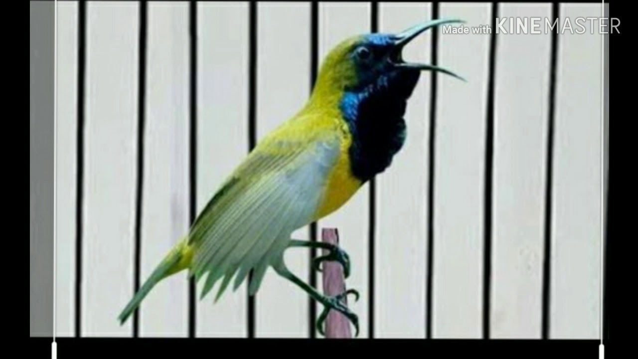 Kolibrikoninsogon Suara pikat burung kecil,madu paling ampuh YouTube