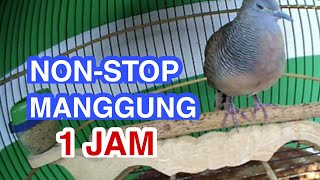 Perkutut Lokal Gacor || Perkutut Manggung Full 1 Jam || Perkutut lain NYAUT‼️