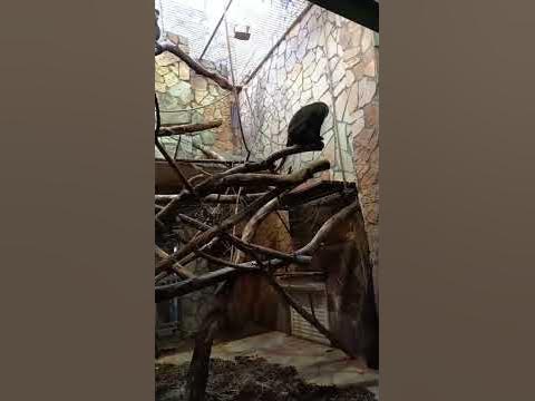 макака с красной какой - YouTube