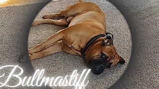 EXCITED! But You're a Bullmastiff..... by Bullmastiff ND 568 views 2 months ago 1 minute, 2 seconds