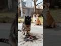 🤣 “Cat vs Dog Funny Revenge 😂 || Bomb Blast Comedy!” #youtubeshorts #aivideo #ai #cartoonvideo
