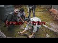 Removing TICKS from Python | Pokhara Zoological Park | Lekhnath | Rohit Giri |