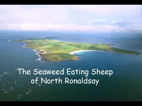 The North Ronaldsay Sheep (Filmed September 2015)