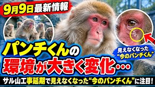 【9月9日最新情報】パンチくんの環境が大きく変化…🐒💦 サル山工事延期で見えなくなった“今のパンチくん”に注目！