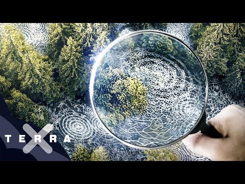 Video: Häuser, die die Natur lieben - für eine bessere Welt, in der Bäume eine zweite Chance erhalten können