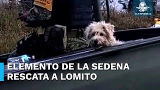 Perrito enternece las redes tras ser rescatado por elemento de la Sedena