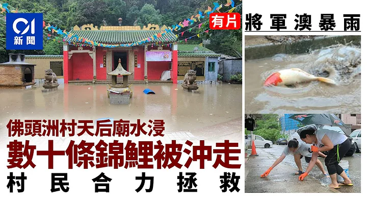 坑口佛头洲村暴雨水浸天后庙　数十条锦鲤被冲走　村民合力拯救 ｜01新闻｜佛头洲村｜天后庙｜锦鲤｜红雨｜坑口 - 天天要闻