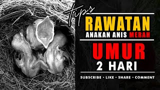 ANAKAN ANISMERAH UMUR 2 HARI - Tips Rawatan